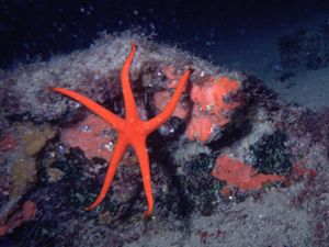 Red Starfish, Mediterranean by Peter Harris 